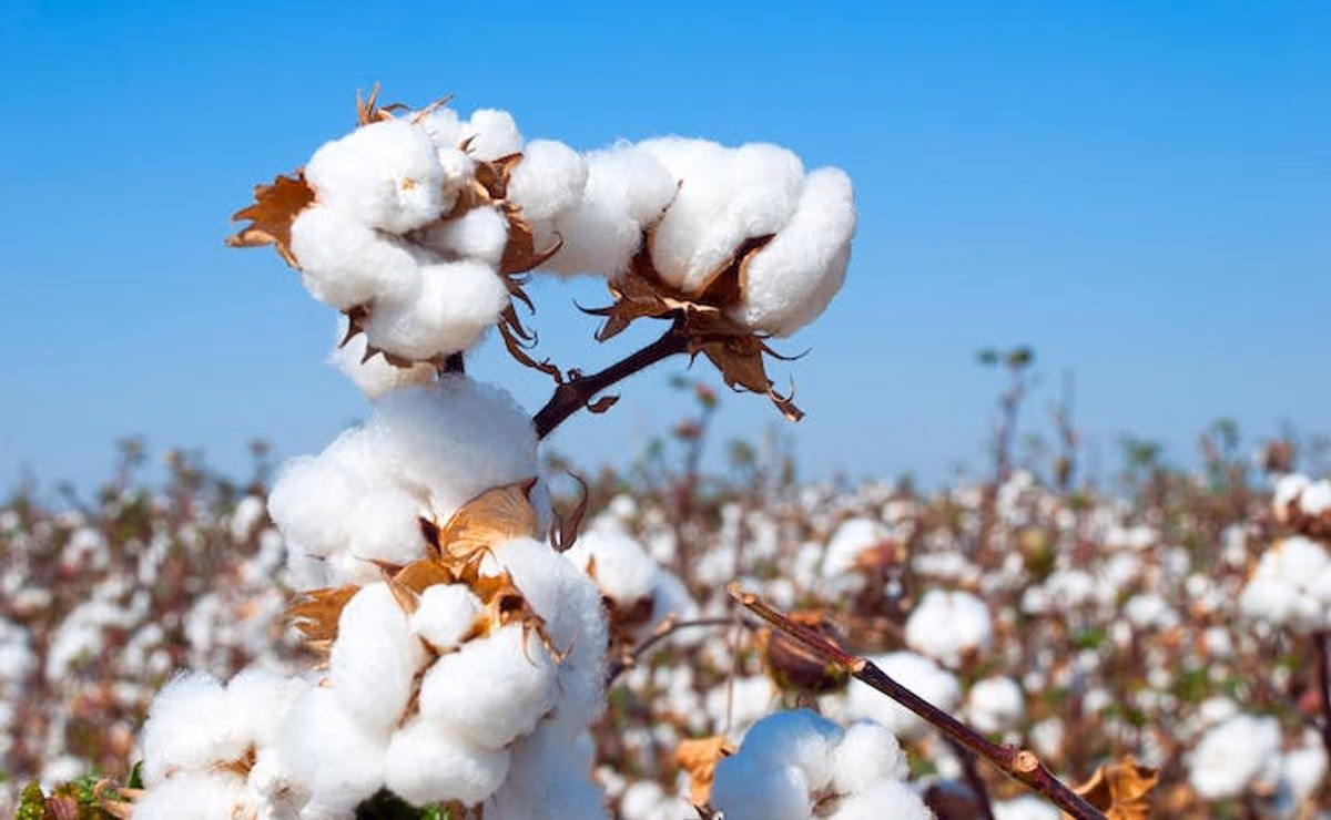 20-hectare cotton pilot begins