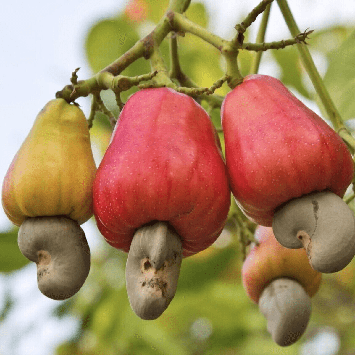 Farmers bear cashew price crash as processing stuck below 6%