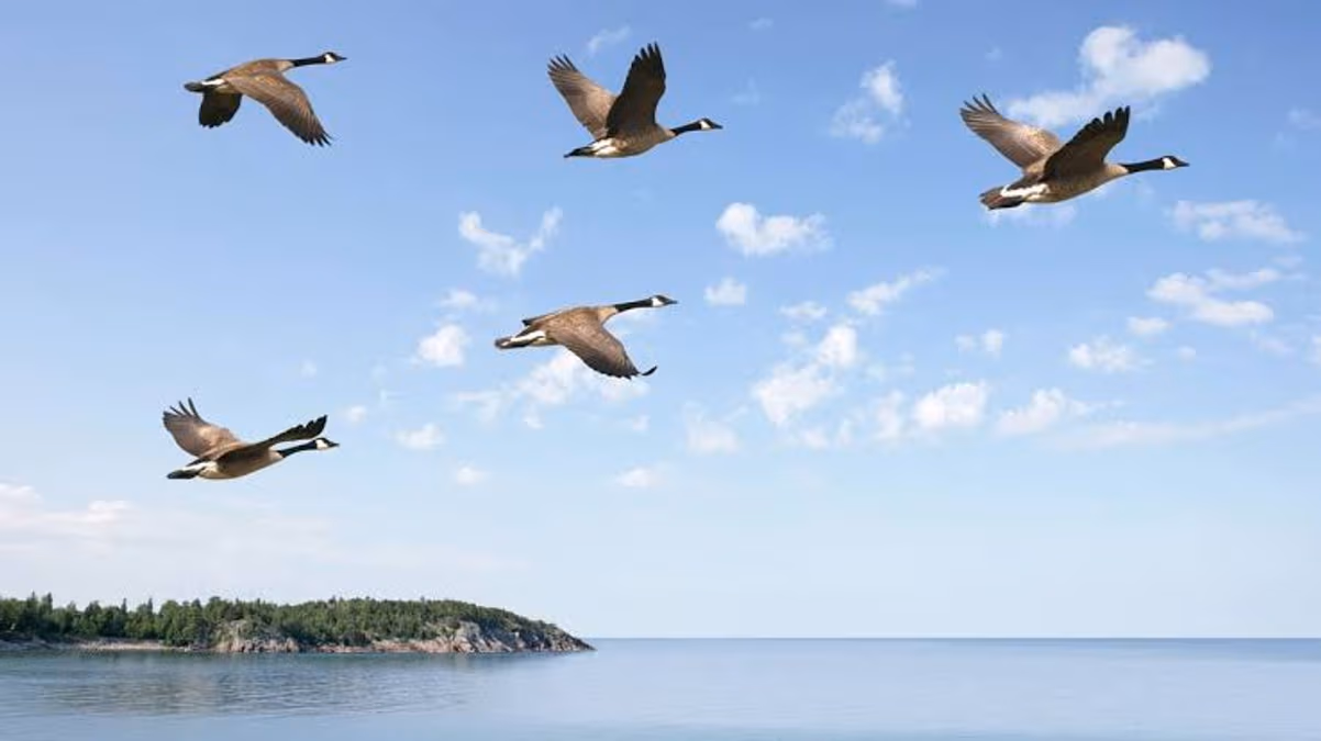 Migratory birds, tomato gluts ,prolonged dry spells threaten farmers – PFAG
